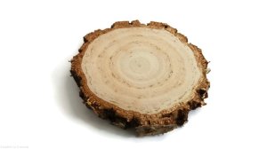 Plaster drewna Brzoza szlifowana gruba kora 6-8 cm / 1 cm 