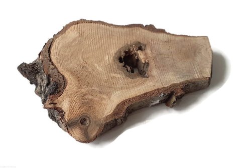 Plaster drewna Orzech nieszlifowany 6-14 cm / 1 cm z ubytkami kory, z pęknięciem