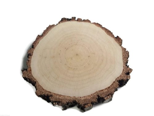 Plaster drewna Brzoza szlifowana gruba kora 14-16 cm / 2 cm