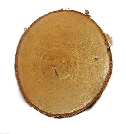 Plaster drewna Brzoza nieszlifowana 10-12 cm / 1 cm