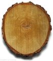 Plaster drewna Brzoza nieszlifowana 20-25 cm / 2 cm