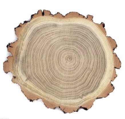 Akacja szlifowana 25-28 cm / 2 cm 