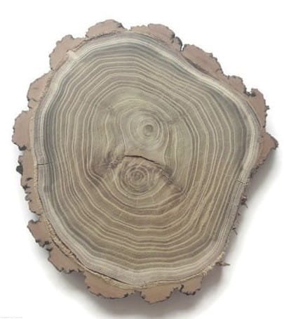 Akacja szlifowana 20-25 cm / 2 cm z ubytkami kory