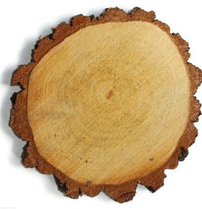 Plaster drewna Brzoza nieszlifowana gruba kora 15-20 cm / 2 cm