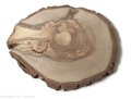 Orzech włoski szlifowany 28-35 cm / 2 cm - z pęknięciem