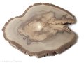 Orzech włoski szlifowany 28-35 cm / 2 cm - z pęknięciem