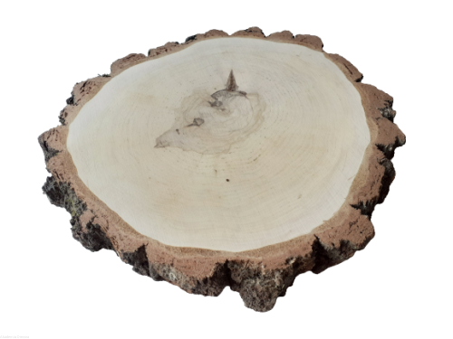 Brzoza szlifowana 45-50 cm / 4,8 cm