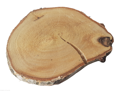 Plaster drewna Brzoza nieszlifowana 8-12 cm / 1 cm - z ubytkami