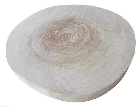 Plaster drewna Brzoza szlifowana 20-23 cm / 2 cm -  bez kory