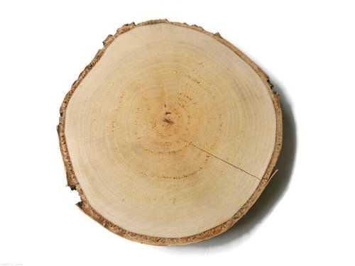 Plaster drewna Brzoza szlifowana 18-24 cm / 2 cm - z pęknięciem