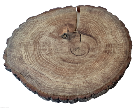 Plaster drewna Dąb z korą OLEJOWANY szlifowany 17-20 cm / 2 cm z pęknięciem