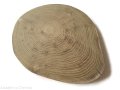 Plaster drewna Akacja szlifowana 20-23 cm / 2,5 cm  BEZ KORY z pęknięciem