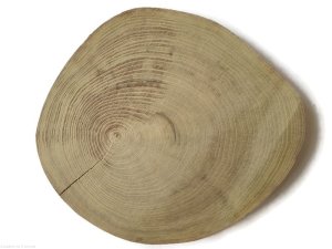 Plaster drewna Akacja szlifowana 25-28 cm / 2,5 cm  BEZ KORY z pęknięciem