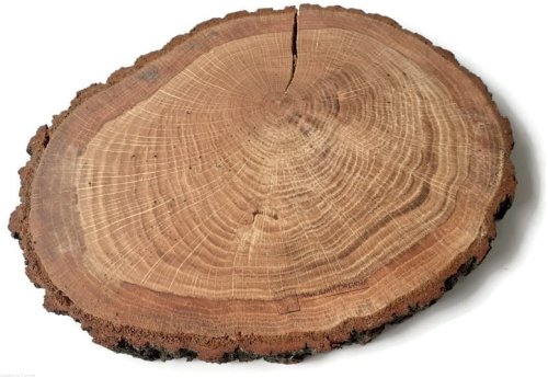 Plaster drewna Dąb z korą OLEJOWANY szlifowany 23-28 cm / 2 cm z pęknięciem