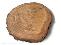 Plaster drewna Dąb z korą OLEJOWANY szlifowany 23-28 cm / 2 cm z pęknięciem