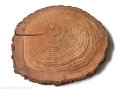 Plaster drewna Dąb z korą OLEJOWANY szlifowany 23-28 cm / 2 cm z pęknięciem