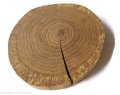 Plaster drewna Dąb bez kory OLEJOWANY z pęknięciem szlifowany 12-14 cm / 2 cm
