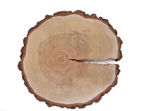Brzoza szlifowana 55-60 cm / 5 cm  