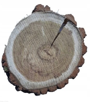 Plaster drewna Akacja nieszlifowana 14-20 cm / 2 cm z ubytkami kory, z pęknięciem