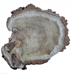 Plaster drewna Akacja nieszlifowana 20-25 cm / 2 cm z ubytkami kory, z pęknięciem