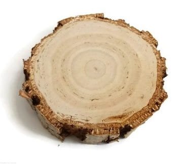 Plaster drewna Brzoza szlifowana gruba kora 10-12 cm / 2 cm 