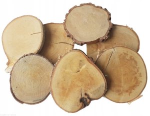 Plastry drewna Brzoza nieszlifowana 8-12 cm / 1 cm ZESTAW 50 szt - II gatunek