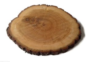 Plaster drewna Dąb z korą OLEJOWANY szlifowany 30-35 / 2,5 cm