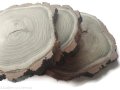 Akacja szlifowana 20-25 cm / 2 cm z ubytkami kory