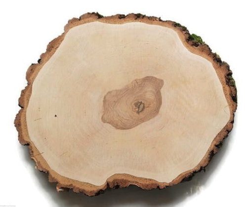 Brzoza szlifowana 50-55 cm / 5 cm
