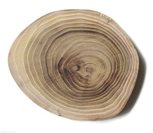 Plaster drewna Akacja szlifowana 10-12 cm / 1 cm -  bez kory