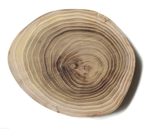 Plaster drewna Akacja szlifowana 10-12 cm / 1 cm -  bez kory