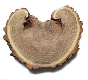 Plaster drewna Akacja szlifowana 20-28 cm / 2,5 cm w kształcie serca