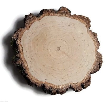 Plaster drewna Brzoza szlifowana gruba kora 12-14 cm / 1 cm