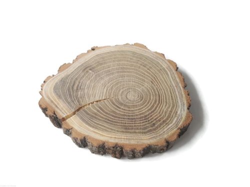 Akacja szlifowana 14-16 cm / 2 cm z pęknięciem