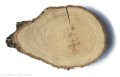 Dąb szlifowany 15-20 cm / 2 cm podłużne nieregularne kształty