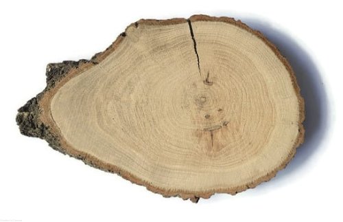 Dąb szlifowany 15-20 cm / 2 cm podłużne nieregularne kształty