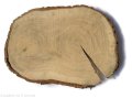 Dąb szlifowany 20-25cm / 2 cm podłużne nieregularne kształty
