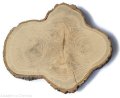 Dąb szlifowany 20-25cm / 2 cm podłużne nieregularne kształty