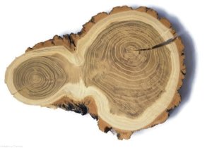 Akacja szlifowana 20-25cm / 2 cm podłużne nieregularne kształty