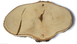 Plaster drewna Brzoza nieszlifowana 25-35 cm / 2 cm Nieregularne kształty