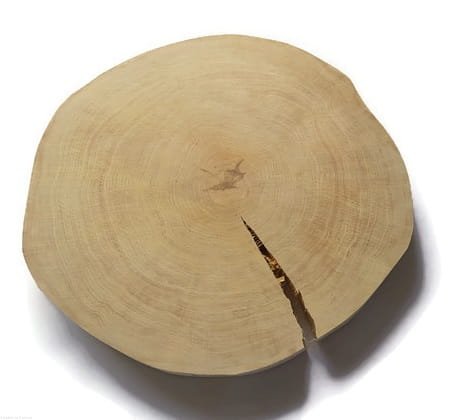 Brzoza szlifowana bez kory 45-50 / 4 cm z pęknięciem