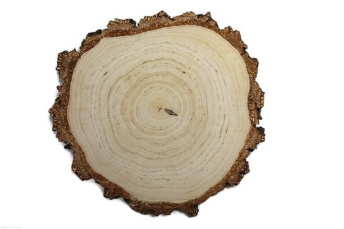 Plaster drewna Brzoza szlifowana 30-32 cm / 2,5 cm