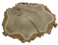 Akacja szlifowana 25-30 cm / 2 cm nieregularne kształty