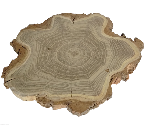 Akacja szlifowana 25-30 cm / 2 cm nieregularne kształty