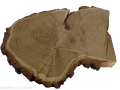 Plaster drewna Akacja kawałki 25-30 cm nieszlifowane żywica