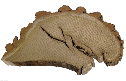 Plaster drewna Akacja kawałki 25-30 cm nieszlifowane żywica