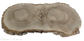 Plaster drewna Orzech włoski szlifowany 25-60 cm / 3,5 cm