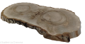 Plaster drewna Orzech włoski szlifowany 25-60 cm / 3,5 cm