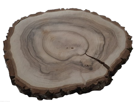 Orzech włoski szlifowany 35-40 cm / 3,5 z pęknięciem
