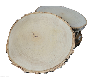 Plaster drewna 20-25 cm brzoza szlifowana zestaw 5 sztuk